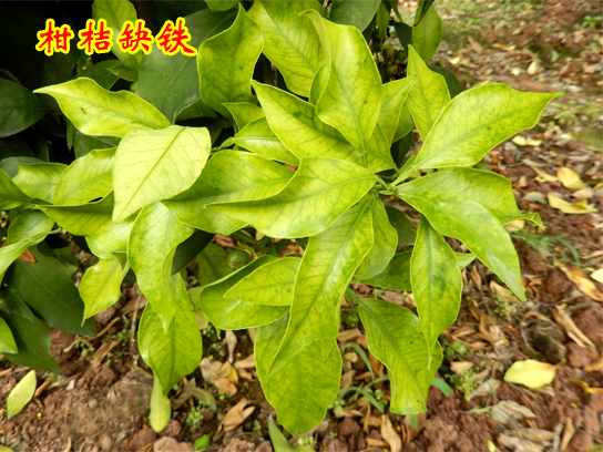 1609145553240935.jpg 柑桔缺铁2015上传2.jpg