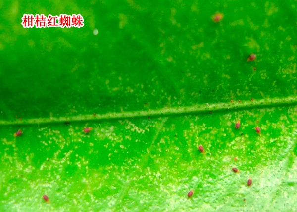 1609145654981047.jpg