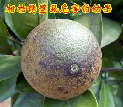 1609145734420478.jpg 柑桔锈壁虱危害的幼果2014上传2.jpg