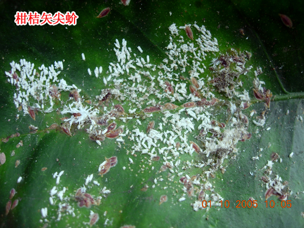 1609145768380108.jpg 柑桔矢尖蚧2011上传1.jpg