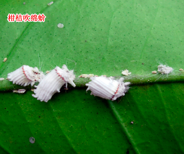 1609145793981242.jpg 柑桔吹绵蚧2011上传1.jpg