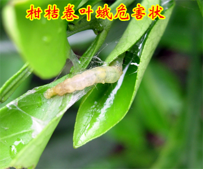 1609146091259649.jpg 柑桔卷叶蛾2014上传2.jpg