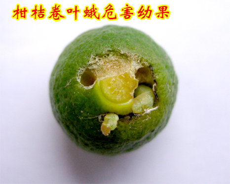 1609146100801855.jpg 柑桔卷叶蛾2014上传3.jpg