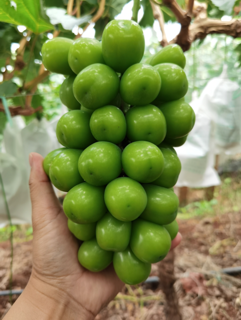 1658392877120800.png yangguangmeigui1807_79.png